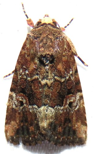 Exesa Midget Moth photo 3