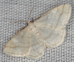 Protitame subalbaria