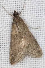 Pyrausta napaealis