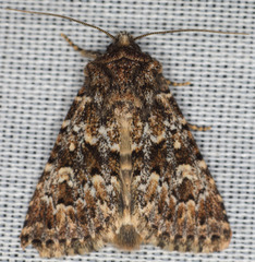Properigea perolivalis