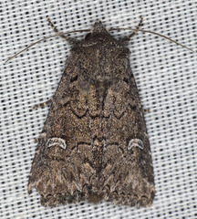 Properigea niveirena