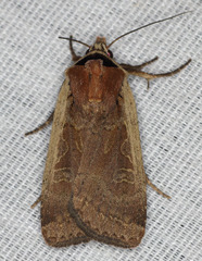 Parabagrotis formalis