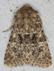 Pseudobryomima fallax