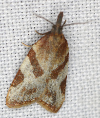 Sparganothis senecionana