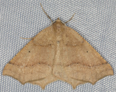 Prochoerodes truxaliata