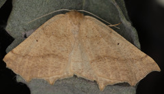 Prochoerodes truxaliata
