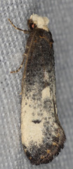 Tinea occidentella