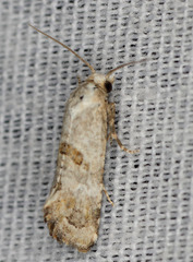 Platphalonidia felix