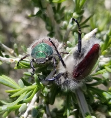 Paracotalpa granicollis