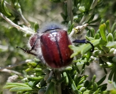 Paracotalpa granicollis