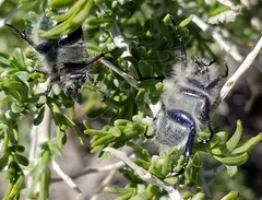 Paracotalpa granicollis