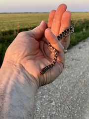 Arizona elegans elegans