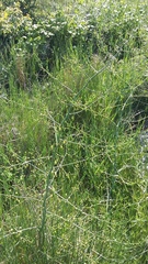 Asparagus verticillatus