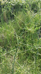 Asparagus verticillatus