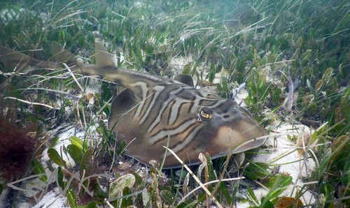 Banjo Ray, photo 9 of 10