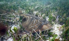 Banjo Shark photo 5
