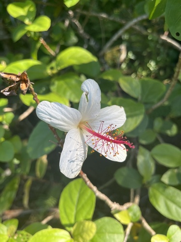 Hibiscus arnottianus