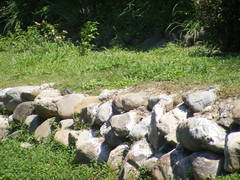 Alcedo atthis bengalensis