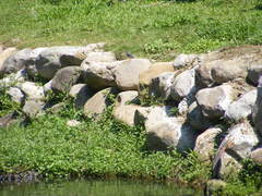 Alcedo atthis bengalensis