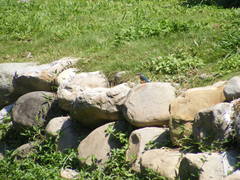 Alcedo atthis bengalensis