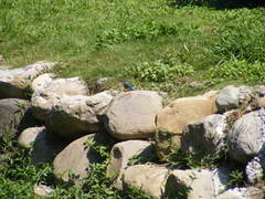 Alcedo atthis bengalensis