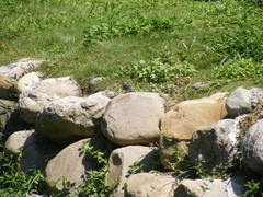 Alcedo atthis bengalensis