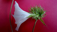 Jacquemontia bracteosa