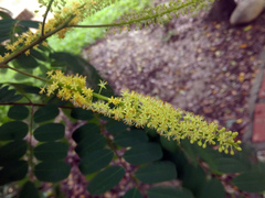 Adenanthera microsperma
