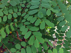 Adenanthera microsperma