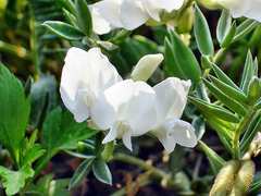 Oxytropis kamtschatica