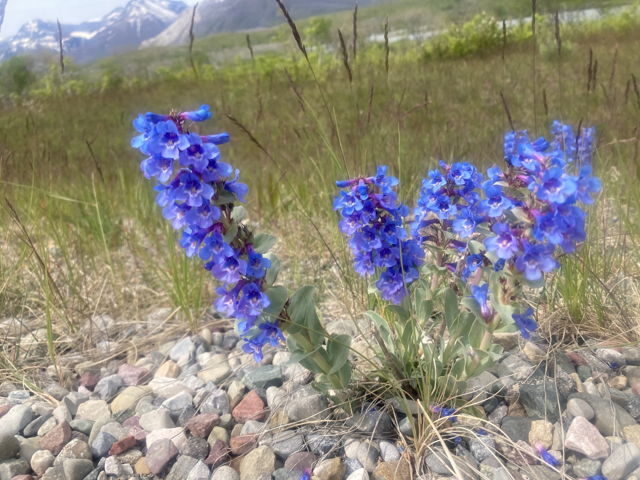 Penstemon nitidus