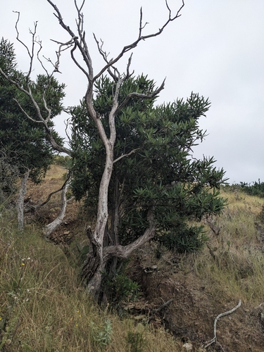 Image of Lyonothamnus floribundus by (c) Aaron Kreisberg, some rights reserved (CC BY)
