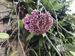 Hoya pubicalyx