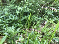 Melica nutans