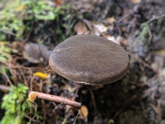 Tylopilus brunneus