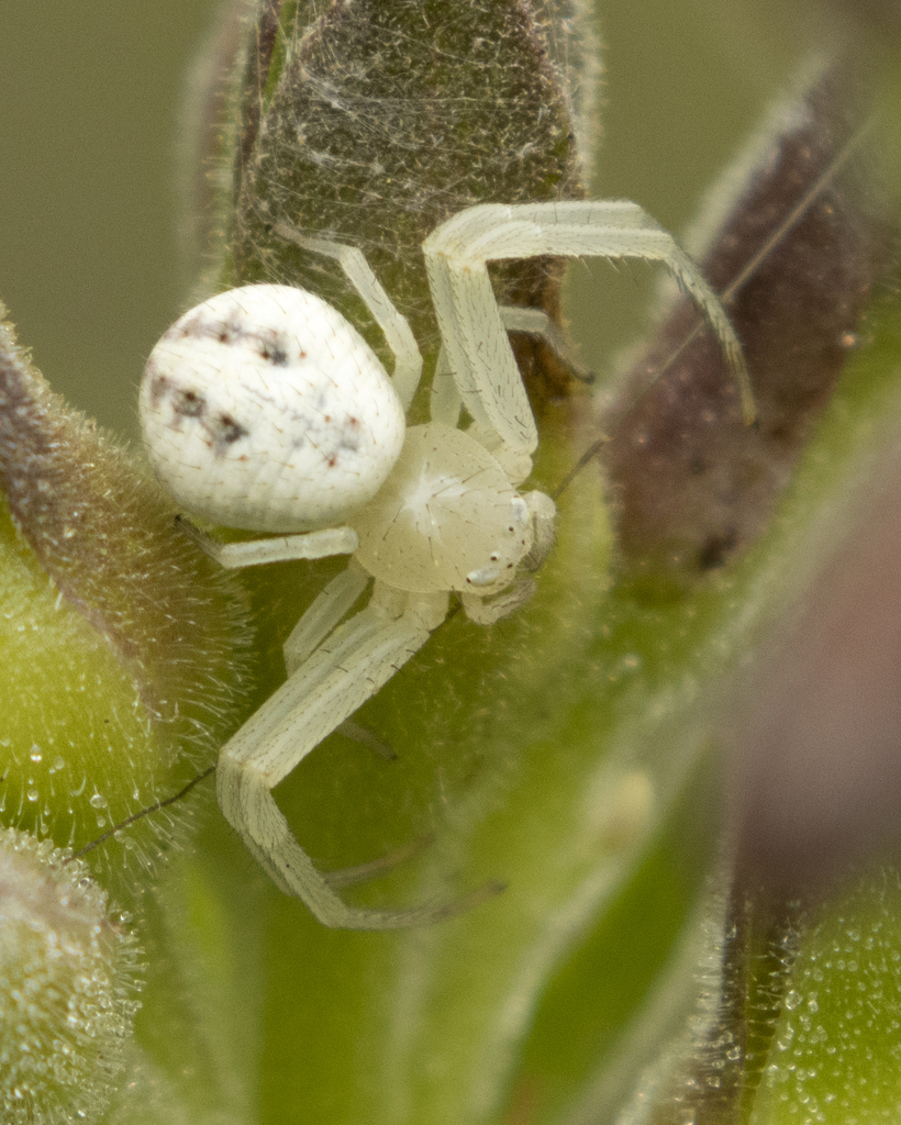 Misumenini from Stillhouse Park, 4050 Simmons Rd, Belton, TX 76513, USA ...