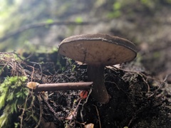 Tylopilus brunneus