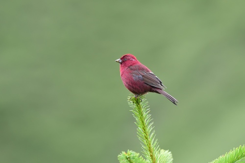 Taiwan Rosefinch (Carpodacus formosanus), photo 5