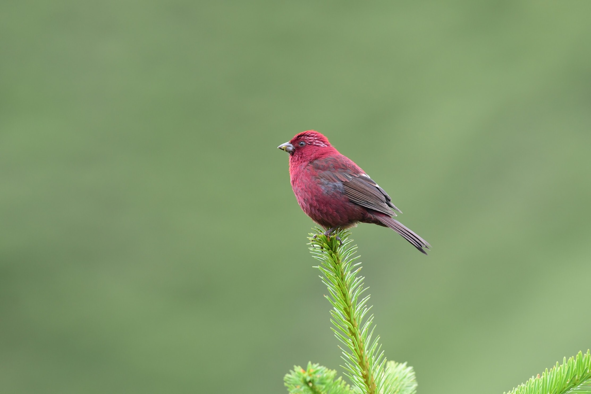 Taiwan Rosefinch illustration
