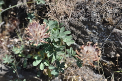 Trifolium macrocephalum