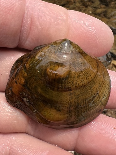 Three-horn Wartyback