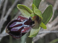 Ophrys sphegodes gortynia