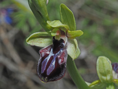 Ophrys sphegodes gortynia