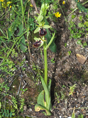 Ophrys sphegodes gortynia