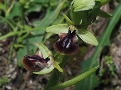 Ophrys sphegodes gortynia