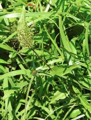 Panicum brevifolium