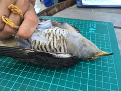 Oriental Cuckoo photo 3