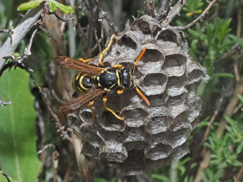 Polistes foederatus