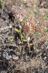 Trifolium macrocephalum