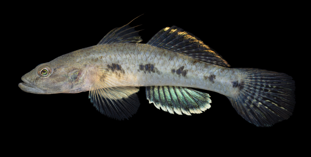 Circumspect Flat-Head Goby